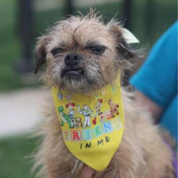 GRINCH -  Terrier Dog for Adoption in San Antonio, Texas - GRINCH | PetCurious