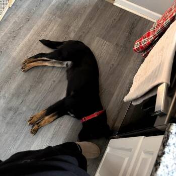 German Shepherd Dog and Mixed Breed Dogs Available for Adoption - Rex | PetCurious