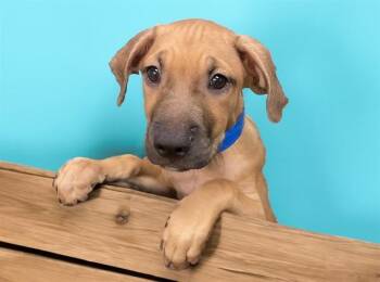 MISTER -  Labrador Retriever and Mixed Breed Dog for Adoption in Fort Lauderdale, Florida - MISTER | PetCurious