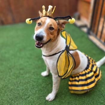 Buttercup -  Australian Cattle Dog Blue Heeler Dog for Adoption in Fairfield, Connecticut - Buttercup | PetCurious