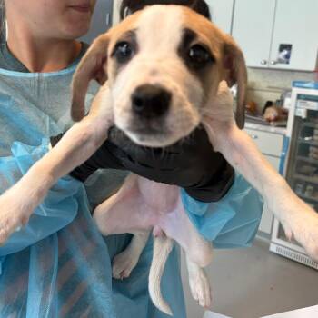 Mixed Breed Dogs Available for Adoption in Huntington, West Virginia - Jenni | PetCurious