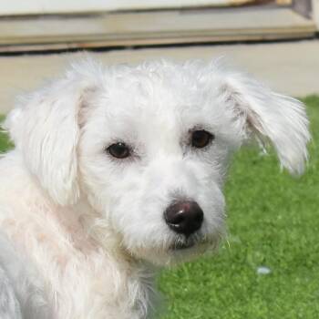 Platinum -  Miniature Poodle Dog for Adoption in Auburn, Nebraska - Platinum | PetCurious