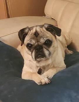 Rescue Pug Dogs for Adoption in Benbrook, Texas - Tali | PetCurious