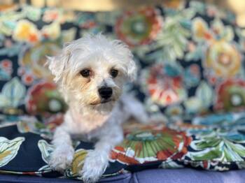 Patches -  Maltese Dog for Adoption in Wheaton, Illinois - Patches | PetCurious
