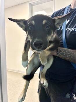 Flauta -  Shepherd and Mixed Breed Dog for Adoption in Fresno, California - Flauta | PetCurious
