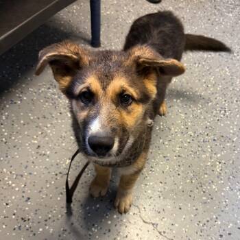 German Shepherd Dog and Mixed Breed Dogs Available for Adoption in Tuscaloosa, Alabama - TUSC-Stray-84505_2 | PetCurious