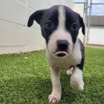 Cookies n Cream 5654 -  Mixed Breed Dog for Adoption in Loxahatchee Groves, Florida - Cookies N Cream 5654 | PetCurious