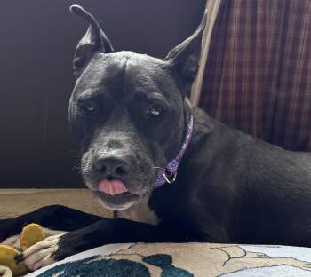 Katy -  Pit Bull Terrier Dog for Adoption in Painesville, Ohio - Katy | PetCurious