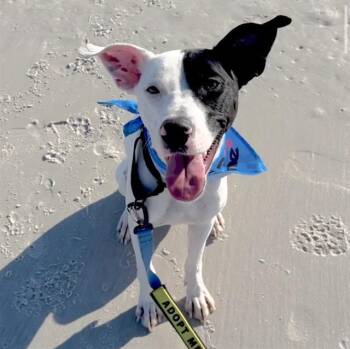 Mixed Breed Dogs Available for Adoption in Jacksonville, Florida - KNOWLEDGE | PetCurious