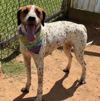 Autum -  English Coonhound and Mixed Breed Dog for Adoption in Seneca, South Carolina - Autum | PetCurious