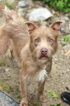 Carrington in NH. Come Meet our Adoptable Dogs Wednesday-Saturda -  Schnauzer Dog for Adoption in Manchester, New Hampshire - Carrington In NH. Come Meet Our Adoptable Dogs Wednesday-Saturda | PetCurious