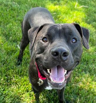 Odin -  Pit Bull Terrier and Cane Corso Dog for Adoption in Golden, Colorado - Odin | PetCurious