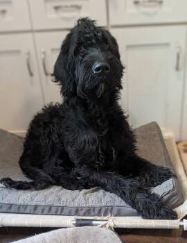 Mastiff and Standard Poodle Dogs Available for Adoption in Charlotte, North Carolina - Hobbes | PetCurious