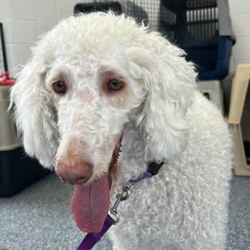 Mia -  Mixed Breed Dog for Adoption in Fredericksburg, Virginia - Mia | PetCurious