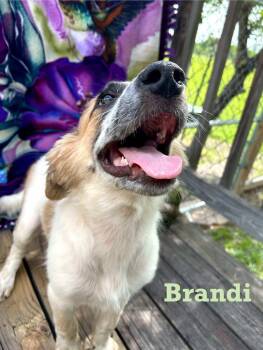 Rescue Anatolian Shepherd and Great Pyrenees Dogs for Adoption in Spring, Texas - Puppy Brandy (male) | PetCurious