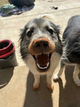 Rescue Australian Shepherd and Great Pyrenees Dogs for Adoption in Piedmont, Oklahoma - Rufus | PetCurious