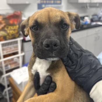 French Fry -  Labrador Retriever and Mixed Breed Dog for Adoption in Lakeland, Florida - French Fry | PetCurious