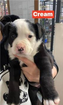 Mixed Breed Dogs Available for Adoption - E Cream | PetCurious