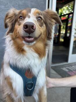 Reba -  Australian Shepherd Dog for Adoption in Denver, Colorado - Reba | PetCurious