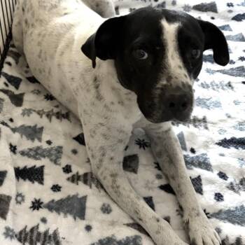 Dandy -  Mixed Breed Dog for Adoption in Lake Jackson, Texas - Dandy | PetCurious