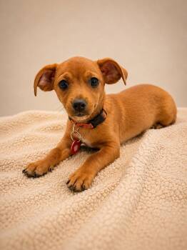 Jermaine Jackson (M) -  Chihuahua Dog for Adoption in Nashville, Tennessee - Jermaine Jackson (M) | PetCurious