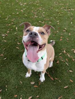 Mixed Breed Dogs Available for Adoption in Daytona Beach, Florida - Jasmine - 2 | PetCurious