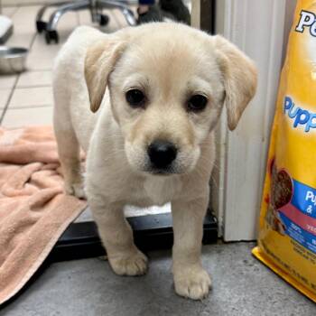Labrador Retriever and Mixed Breed Dogs Available for Adoption in Tuscaloosa, Alabama - Magnolia | PetCurious