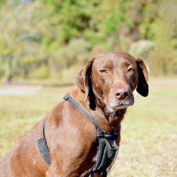Rescue Retriever Dogs for Adoption in Winnabow, North Carolina - Gemma | PetCurious