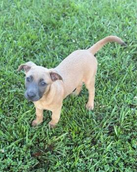 Labrador Retriever and Black Mouth Cur Dogs Available for Adoption in Glocester, Rhode Island - Buzz | PetCurious