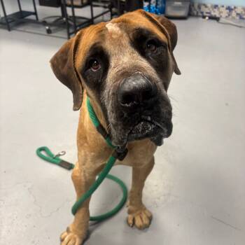 Rescue Mixed Breed Dogs for Adoption in Philadelphia, Pennsylvania - Montgomery | PetCurious