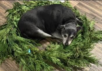 Rescue Terrier Dogs for Adoption in Powell Butte, Oregon - Ruby | PetCurious