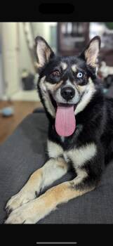 Rescue Husky Dogs for Adoption in Milton, Ontario - Akira | PetCurious