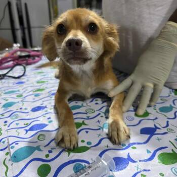 Rescue Chihuahua Dogs for Adoption in Boone, Iowa - Tank | PetCurious