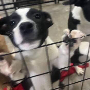 Terrier Dogs Available for Adoption - Peppy | PetCurious