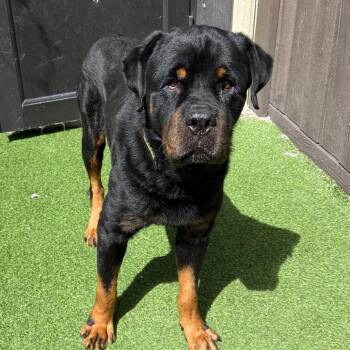 Doc -  Rottweiler Dog for Adoption in Loxahatchee Groves, Florida - Doc | PetCurious