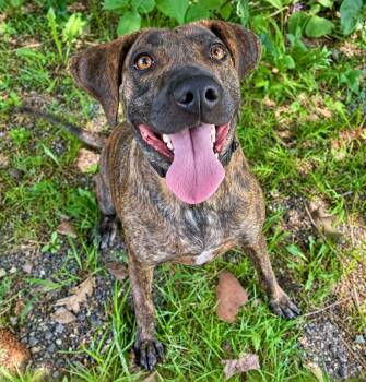 Sophie -  Hound and Mixed Breed Dog for Adoption in Cedarburg, Wisconsin - Sophie | PetCurious