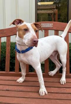 Rescue Australian Cattle Dog Blue Heeler and Labrador Retriever Dogs for Adoption in Quincy, Illinois - Fenny | PetCurious