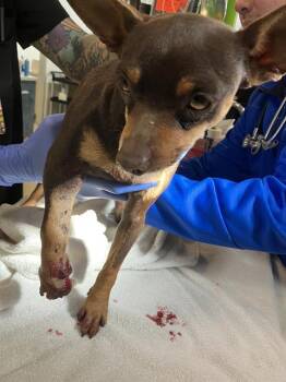 Chihuahua Dogs Available for Adoption - GRACE | PetCurious