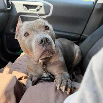 American Staffordshire Terrier and Pit Bull Terrier Dogs Available for Adoption in Philadelphia, Pennsylvania - Rolly Polly | PetCurious