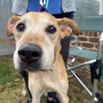 Hannah -  Mixed Breed Dog for Adoption in Martinsburg, West Virginia - Hannah | PetCurious