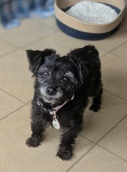 Louise -  Terrier Dog for Adoption in Elkhorn, Wisconsin - Louise | PetCurious