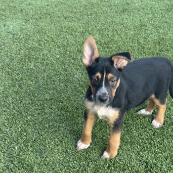 Shepherd Dogs Available for Adoption - Daisy  | PetCurious