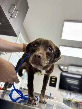 Coconut -  Terrier Dog for Adoption in Marietta, Georgia - Coconut | PetCurious