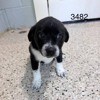 BERRY 3482 -  Mixed Breed Dog for Adoption in Loxahatchee Groves, Florida - BERRY 3482 | PetCurious