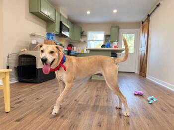 Charlie Chasing Sunshine -  Labrador Retriever and Rhodesian Ridgeback Dog for Adoption in Friendswood, Texas - Charlie Chasing Sunshine | PetCurious