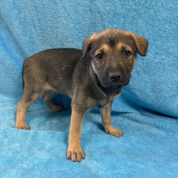 Shepherd Dogs Available for Adoption - Butterfly | PetCurious
