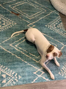 Rescue Staffordshire Bull Terrier Dogs for Adoption in Mentone, California - Layla | PetCurious