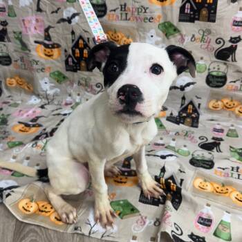 Rescue Pit Bull Terrier Dogs for Adoption in Austell, Georgia - Buck | PetCurious