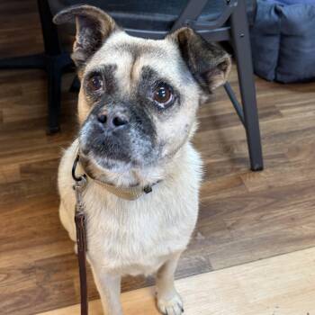 Frankie -  Puggle Dog for Adoption in Washington, Pennsylvania - Frankie | PetCurious