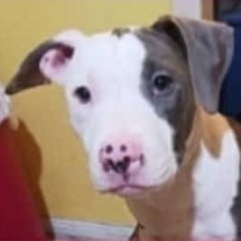 Rescue American Staffordshire Terrier Dogs for Adoption in Lompoc, California - Halo Rose | PetCurious